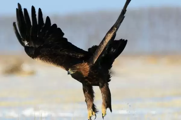 松鼠的天敌,紫貂和鼬类常以其为食插图3 松鼠的天敌,紫貂和鼬类常以其为食插图3
