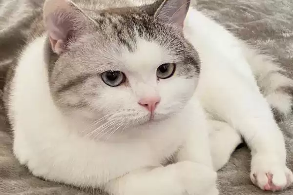 猫咪长耳螨会有哪些症状表现 ,猫咪长耳螨会出现频繁甩头现象插图3 猫咪长耳螨会有哪些症状表现 ,猫咪长耳螨会出现频繁甩头现象插图3