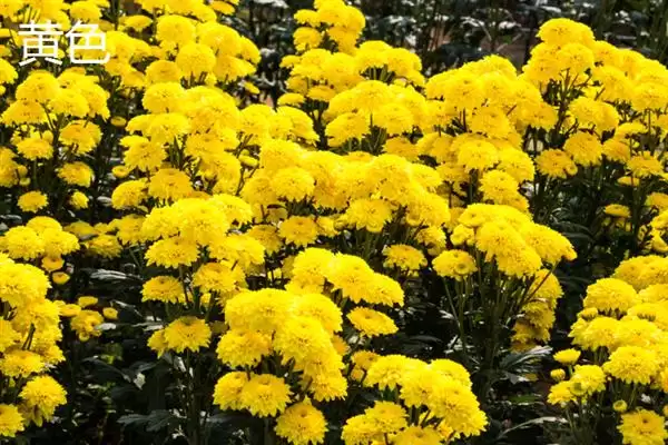 菊花的颜色种类 ,菊花常见的颜色有哪些呢?插图1 菊花的颜色种类 ,菊花常见的颜色有哪些呢?插图1