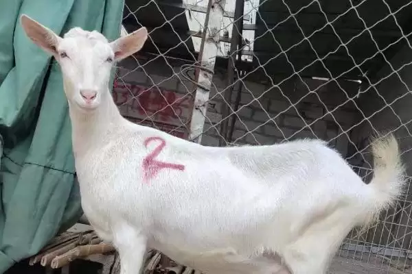 判断羊和鸡能否混养的方法和重点?养鸡要做好哪些混养规划?插图4 判断羊和鸡能否混养的方法和重点?养鸡要做好哪些混养规划?插图4