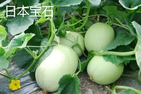 图片[4]-推荐甜瓜品种的方法和重点？选甜瓜品种要做好哪些细节？-会东网
