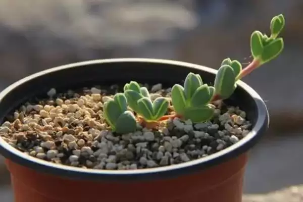 图片[6]-给碧玉莲上盆的方法和重点？给碧玉莲上盆要做好哪些细节？-会东网