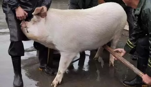 生猪屠宰的方法和重点？养猪要做好哪些屠宰前准备细节？插图1