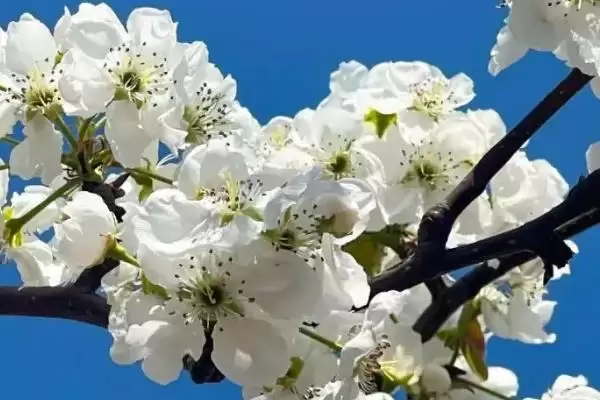 图片[7]-认识好看花卉的方法和重点？认识好看花卉要做好哪些细节？-会东网