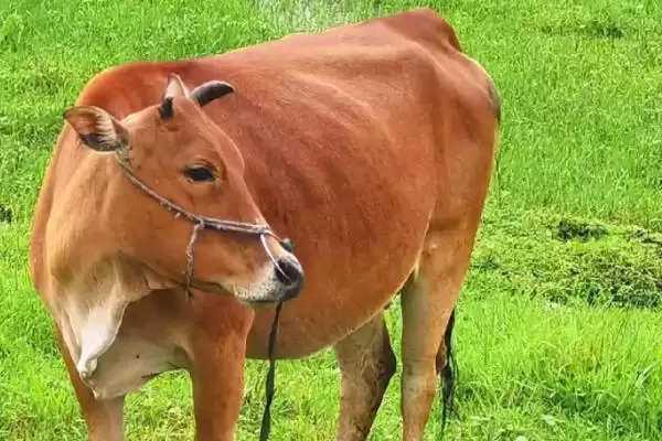 牛二层皮覆膜的真相：喷涂或覆上PVC的工艺解析插图2