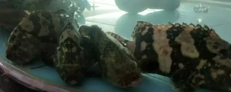 老虎斑的育苗方法 ,老虎斑育苗选鱼苗有何关键要点?-会东网