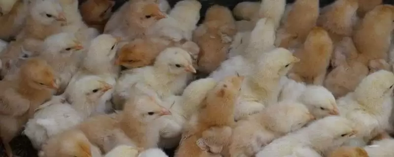 识别小鸡感冒症状表现的方法和重点？养鸡要做好哪些疾病诊断？-会东网