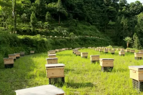 盗蜂的处理方法,需及时处理插图2 盗蜂的处理方法,需及时处理插图2