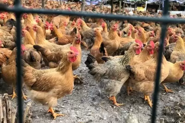 提高养鸡经济效益的方法和重点?养鸡要做好哪些效益提升策略?插图5 提高养鸡经济效益的方法和重点?养鸡要做好哪些效益提升策略?插图5