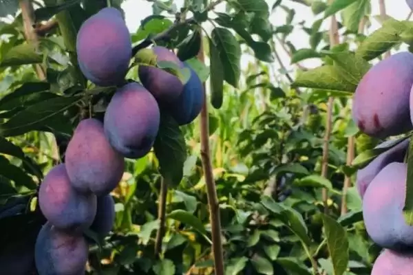 西梅几月份成熟上市，通常在8-9月份成熟上市插图2