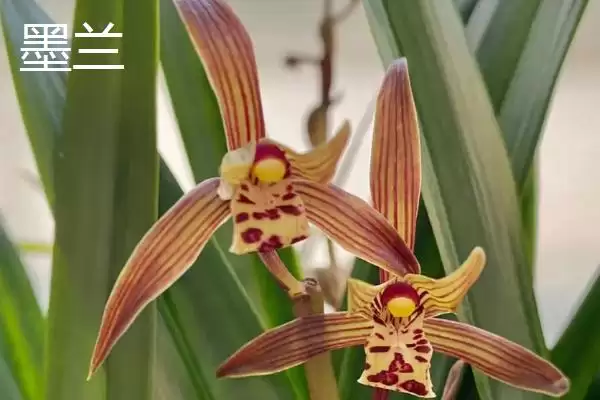 图片[11]-兰花的花语和象征意义 ,兰花有哪些花语及象征内涵？-会东网