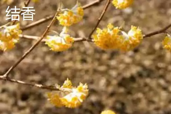 图片[2]-大片金黄的浪漫：结香、黄刺玫、萱草的花卉盛宴-会东网