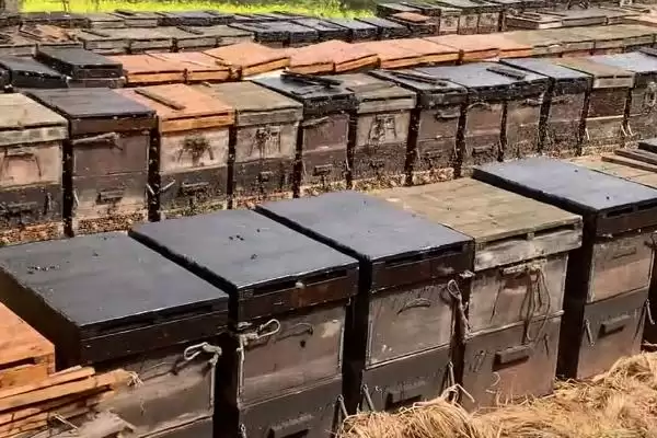 图片[6]-养蜂相关知识，需注意防治蚂蚁、胡蜂等天敌-会东网