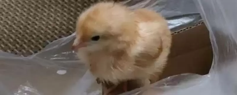 处理小鸡太脏清洗难题的方法和重点?养鸡要做好哪些卫生清洁工作?-会东网