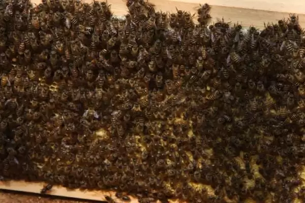 怎样识别作盗群,可在被盗群的巢门口撒些白色面粉或其他无毒的颜料插图1 怎样识别作盗群,可在被盗群的巢门口撒些白色面粉或其他无毒的颜料插图1