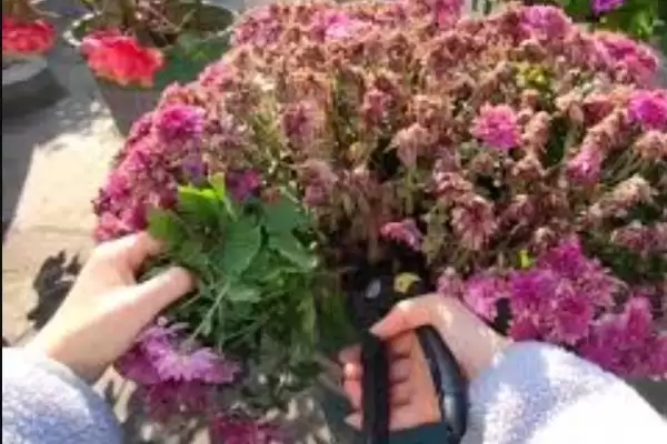 千头菊安全度夏攻略:间隔1天浇水的科学频率插图3 千头菊安全度夏攻略:间隔1天浇水的科学频率插图3