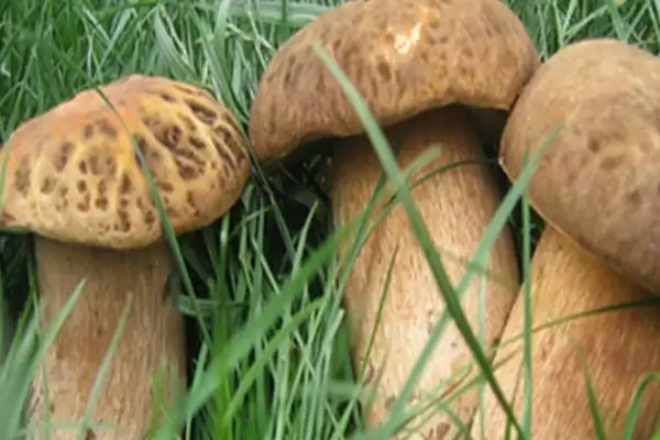 图片[5]-鉴别野生菌是否有毒的方法和重点？鉴别野生菌是否有毒要做好哪些细节？-会东网