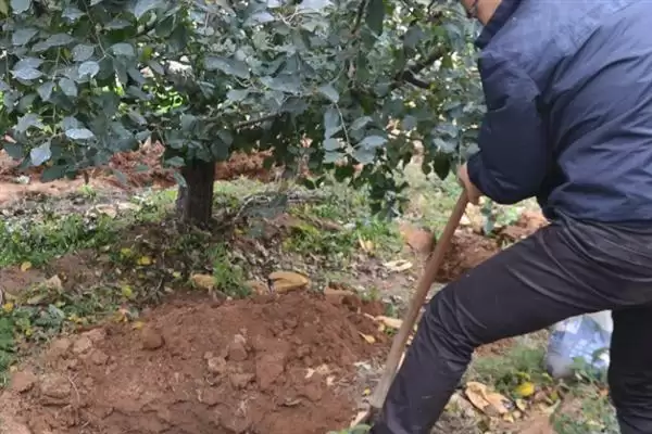 苹果脱袋后何时铺反光膜，经过2-3天即可铺膜插图9