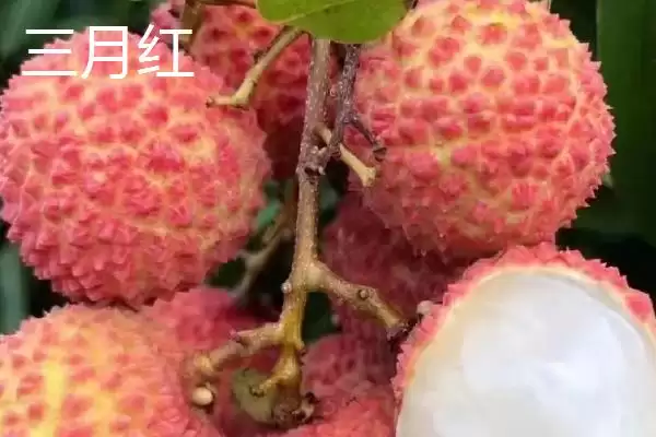 图片[2]-灵山荔枝的品种特点 ,灵山荔枝三月红有何成熟优势？-会东网
