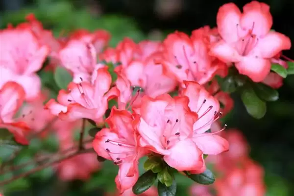 图片[6]-庭院花卉种植优选：太阳花、腊梅花打造美丽家园-会东网
