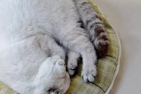 猫咪的睡姿代表了什么含义 ,不同睡姿有不同的意义插图3 猫咪的睡姿代表了什么含义 ,不同睡姿有不同的意义插图3