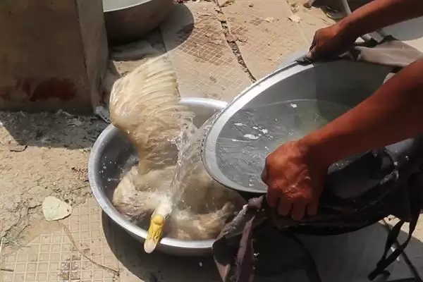 图片[3]-清除鹅身上细毛的技巧：蜜蜡浸泡后拔除的原理与方法-会东网