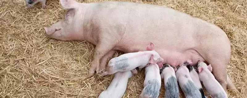 母猪产后一直流血该怎么处理呢,母猪产后一直流血可静脉推射止血敏-会东网