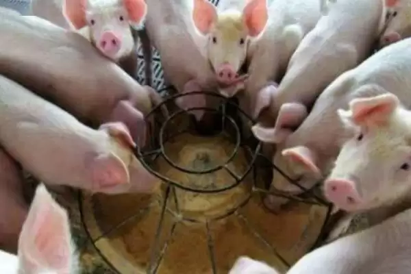 计算小猪从出生到出栏饲料量的方法和重点?养猪要做好哪些成本核算细节?插图4 计算小猪从出生到出栏饲料量的方法和重点?养猪要做好哪些成本核算细节?插图4