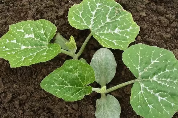 阳台种植南瓜用土深度的方法和重点?阳台种南瓜用土要做好哪些细节?插图3 阳台种植南瓜用土深度的方法和重点?阳台种南瓜用土要做好哪些细节?插图3