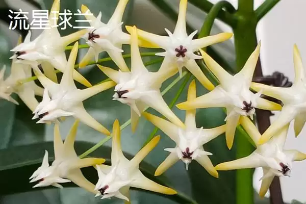 球兰换盆最佳时间解析：一年四季可换盆的优势及注意插图10