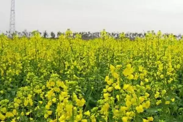 油菜高产栽培技术,长江流域的播期最迟不超过10月中旬插图1 油菜高产栽培技术,长江流域的播期最迟不超过10月中旬插图1