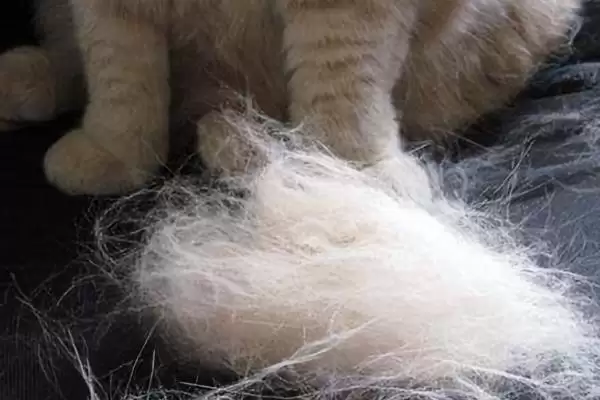 猫咪冬天掉毛厉害如何处理 ,猫咪冬天掉毛可多梳理毛发插图5 猫咪冬天掉毛厉害如何处理 ,猫咪冬天掉毛可多梳理毛发插图5