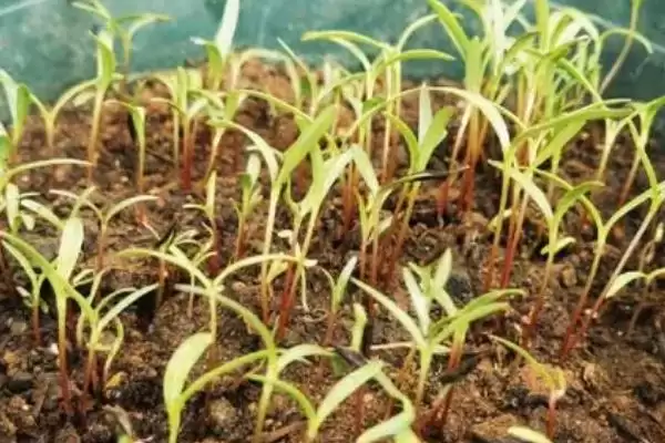 图片[3]-种植波斯菊种子的方法和重点？种植波斯菊种子要做好哪些细节？-会东网