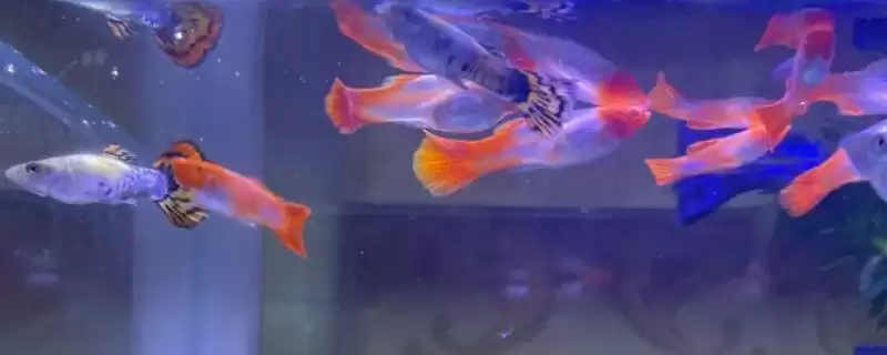 孔雀鱼缩尾的自愈情况 ,孔雀鱼缩尾能否自愈取决于什么?-会东网