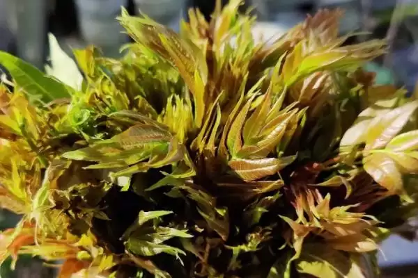 图片[7]-目前哪些野菜具有种植前景呢,芦蒿、苋菜、苦菜等野菜有种植前景-会东网