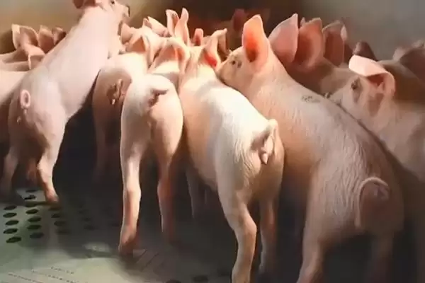 了解猪流感的方法和重点？养猪要做好哪些疫病知识储备细节？插图2