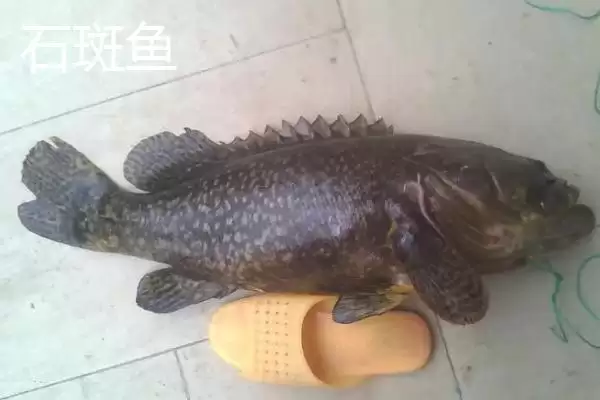图片[3]-青斑鱼和石斑鱼的区别详述：生活环境、价格、外观全对比-会东网