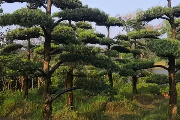 图片[2]-罗汉松出现污煤病的原因是什么 ,罗汉松为何会有污煤病-会东网