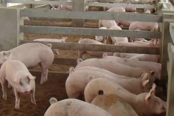 养猪快速增肥的方法和重点？养猪要做好哪些增重管理细节？插图1