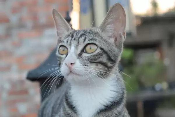 猫传染性肠炎是怎样的病症 ,猫传染性肠炎病因是什么插图2 猫传染性肠炎是怎样的病症 ,猫传染性肠炎病因是什么插图2