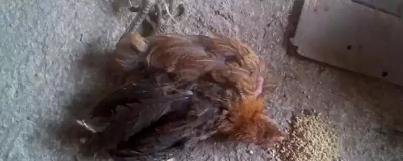 寻找治疗鸡胀嗉不消化土办法的方法和重点?养鸡要做好哪些土法治疗探寻?-会东网