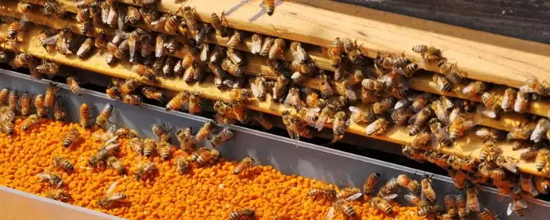 蜜蜂吃什么,花蜜、蜂王浆和糖浆都是蜜蜂的食物-会东网