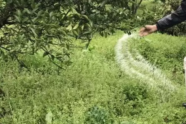 苹果水裂纹发生原因及防治方法,需对症下药插图5 苹果水裂纹发生原因及防治方法,需对症下药插图5