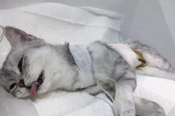 猫支气管哮喘有哪些症状表现 ,猫支气管哮喘急性者呼吸急促等插图12 猫支气管哮喘有哪些症状表现 ,猫支气管哮喘急性者呼吸急促等插图12