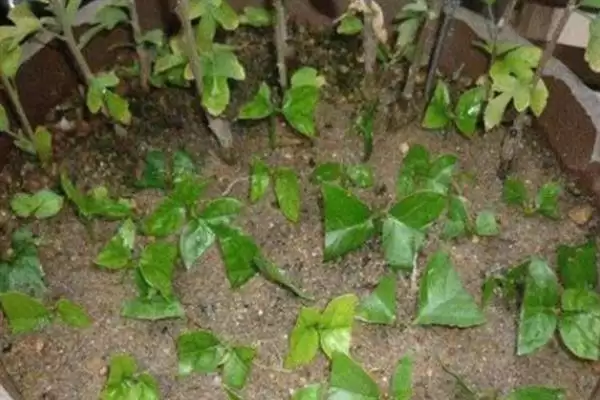 木菊花叶子发黄是什么原因呢,木菊花叶子发黄可能因浇水多或土壤板结插图7