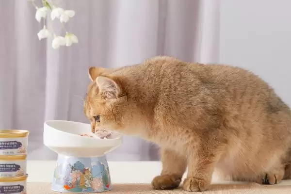 图片[6]-猫咪发腮好还是不好 ,猫咪发腮仅影响体型和外表-会东网