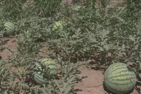 确定西瓜成熟月份的方法和重点？判断西瓜成熟要做好哪些细节？插图3