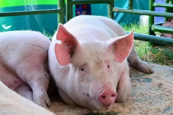 快速治疗猪水肿病的方法和重点?养猪要做好哪些治疗细节?插图3 快速治疗猪水肿病的方法和重点?养猪要做好哪些治疗细节?插图3