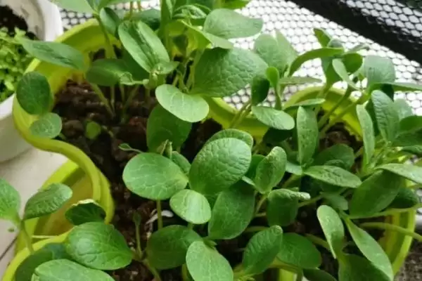 阳台种植南瓜用土深度的方法和重点?阳台种南瓜用土要做好哪些细节?插图2 阳台种植南瓜用土深度的方法和重点?阳台种南瓜用土要做好哪些细节?插图2