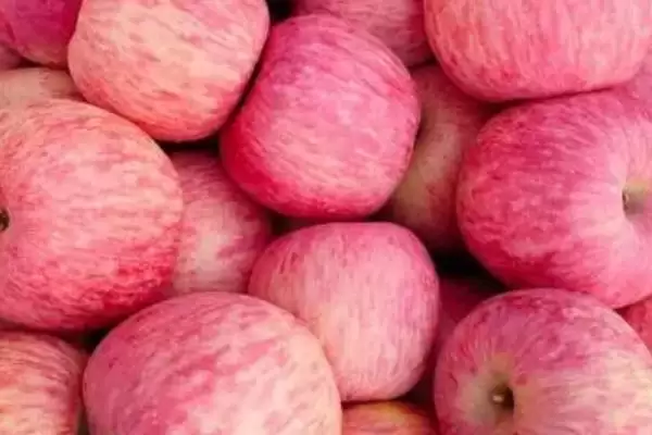 栖霞苹果的价格与产地,价格与规格有关插图2 栖霞苹果的价格与产地,价格与规格有关插图2